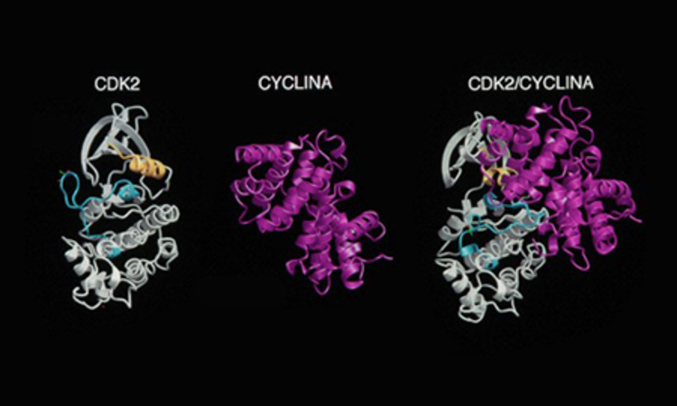 Tumour Suppressor Gene