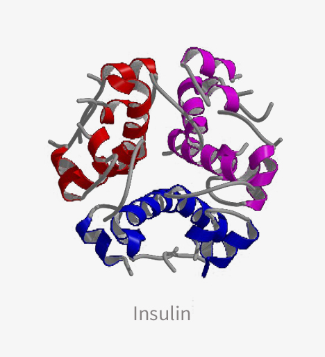 DNA of Insulin